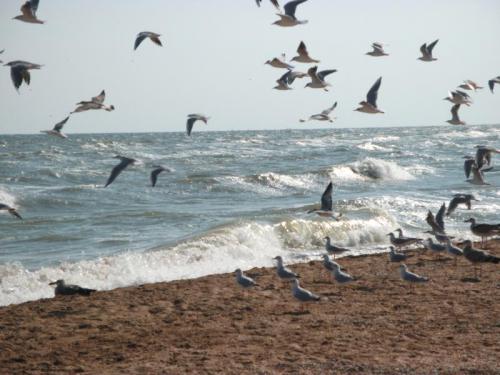 Море и птицы.