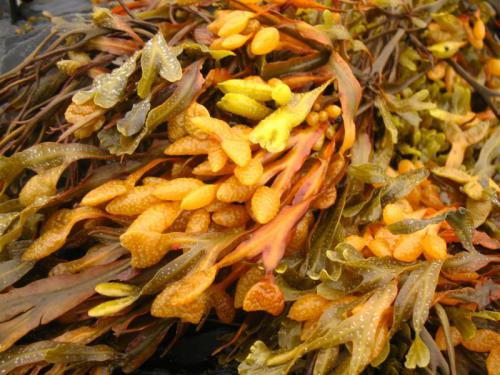Морские водоросли, выброшенные на берег Баренцева моря