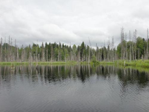 "Лебединое" озеро в конце болота.