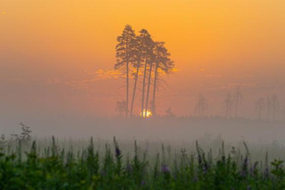 Восход в утреннем тумане