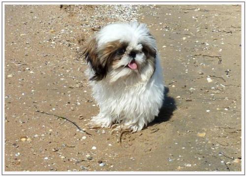 Фунтик - единственная в мире собака, обошедшая на байдарках Крым