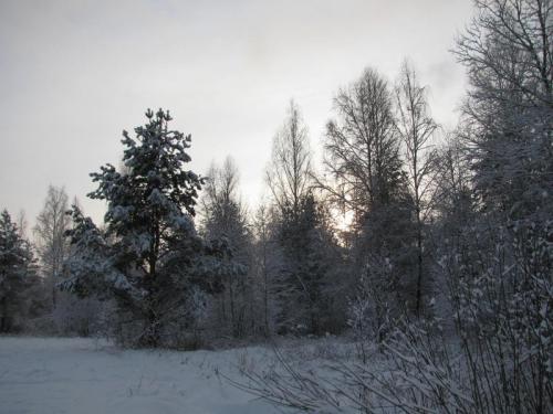 Зимний лес 3