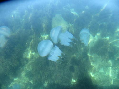 Медузы Черноморские